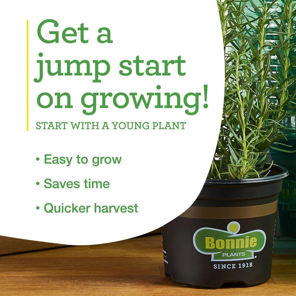 Cilantro 2.32 Qt. Live Plants