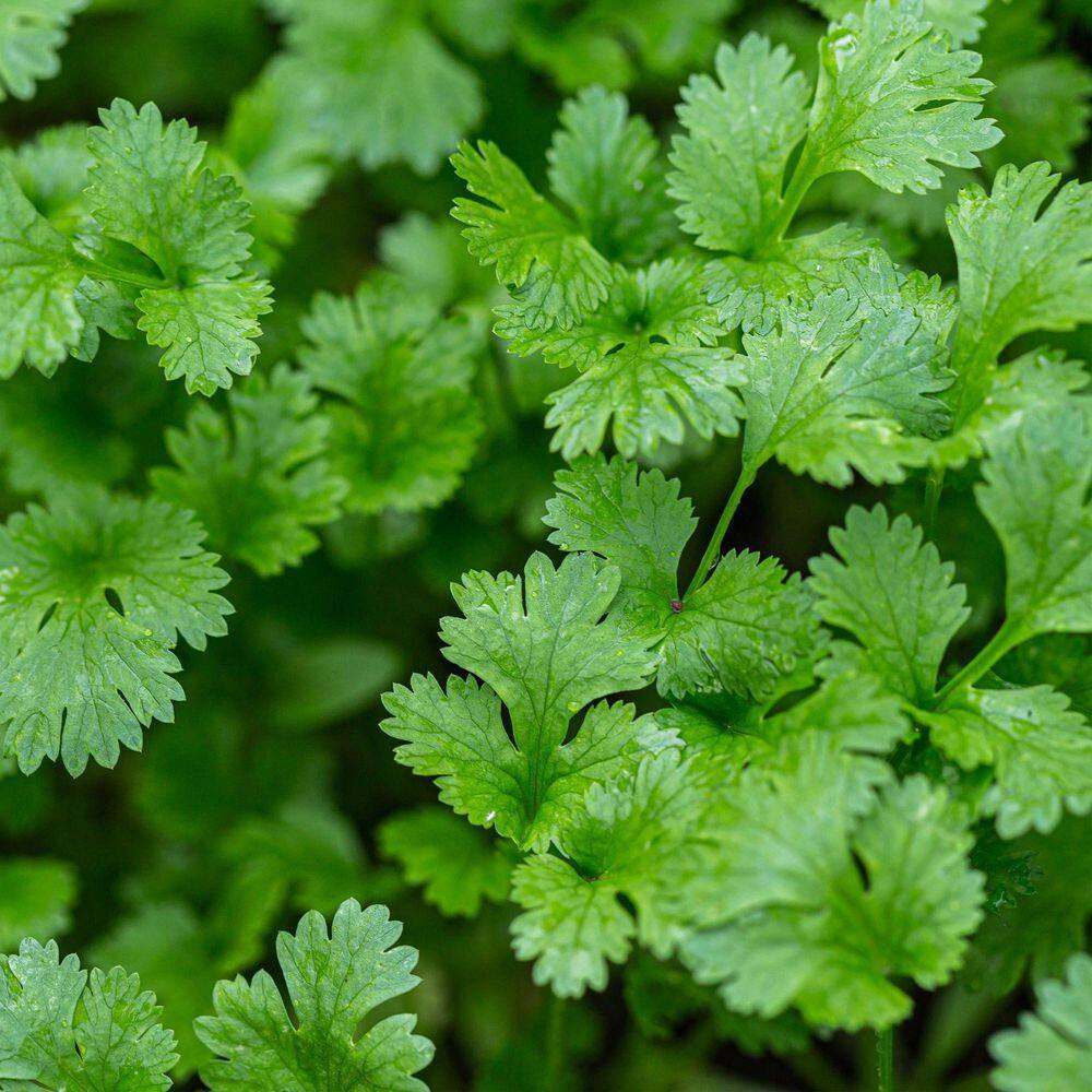 Cilantro 2.32 Qt. Live Plants