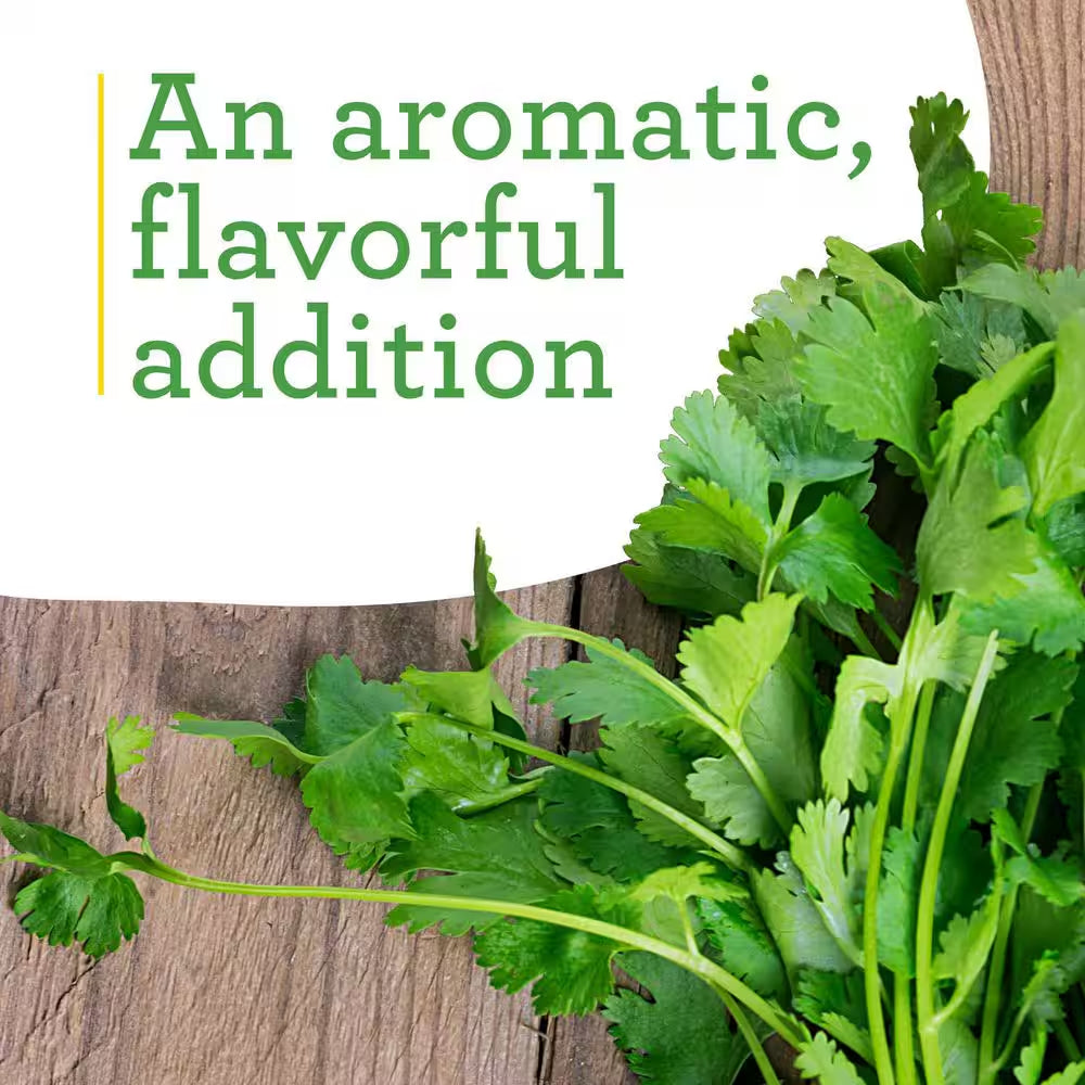 Cilantro 2.32 Qt. Live Plants