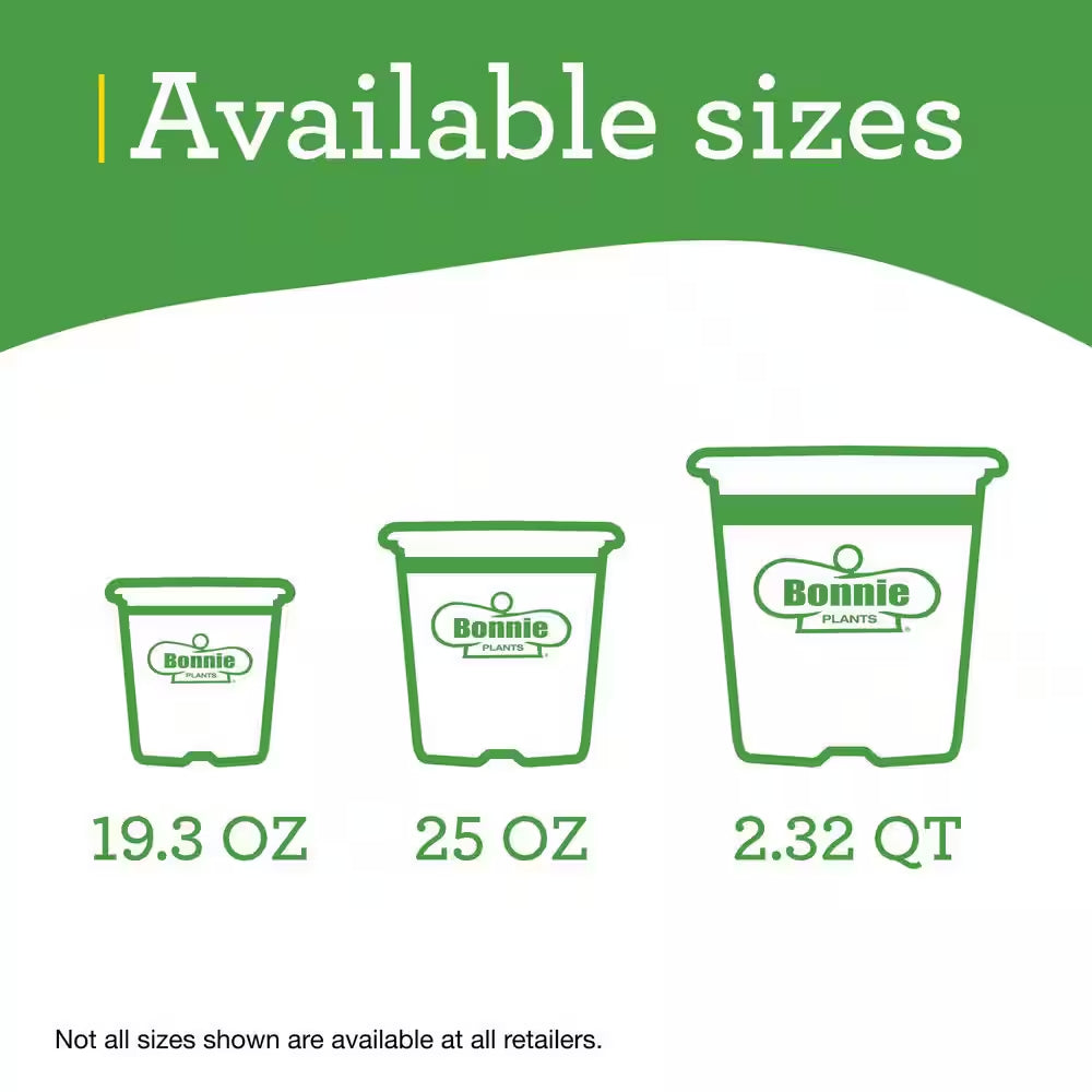 Cilantro 2.32 Qt. Live Plants