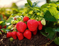 $19 Strawberry Plants to Grow - 5 Plants