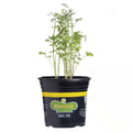 Cilantro 2.32 Qt. Live Plants