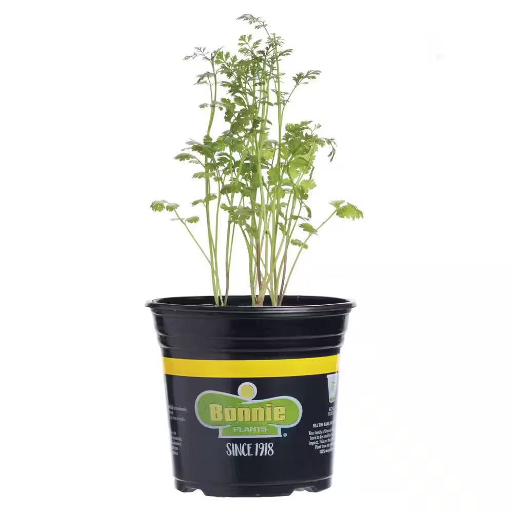 Cilantro 2.32 Qt. Live Plants